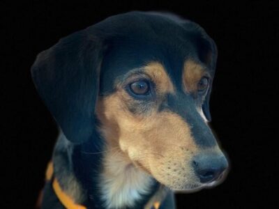 Auf den Hund gekommen