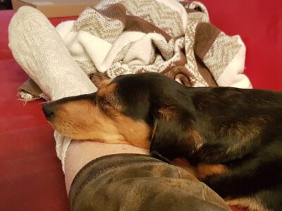 Dein Hund ist ein mieser Verräter